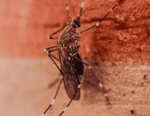 Compartimos contigo algunos consejos para disminuir el riesgo de contraer Dengue. EFE/ARCHIVO