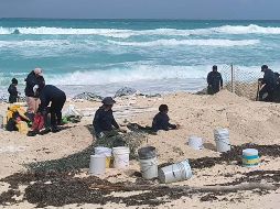 Un promedio de 36 mil huevos de tortuga marina lograron ser protegidos antes de que la marea de tormenta provocada en playas de Cancún por el huracán 