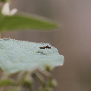La razón por la que el dengue es tan peligroso