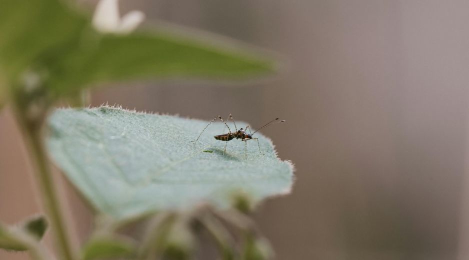 La medida más efectiva para prevenir el contagio de dengue es la de evitar que se hagan criaderos de mosquitos en lugares cercanos a las personas. ESPECIAL / Foto de Hacı Elmas en Unsplash