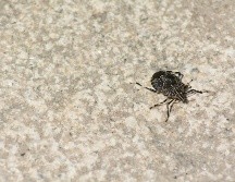 Conocer los tipos de garrapatas y sus características es fundamental para prevenir enfermedades y proteger la salud de nuestras mascotas y la nuestra. UNSPLASH/ Adrián Siaril