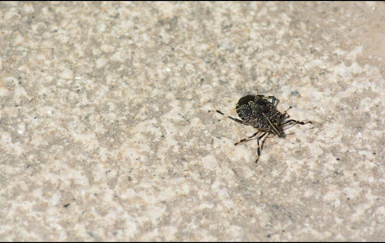 Conocer los tipos de garrapatas y sus características es fundamental para prevenir enfermedades y proteger la salud de nuestras mascotas y la nuestra. UNSPLASH/ Adrián Siaril