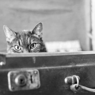 ¿Saldrás de vacaciones? Esto es lo que debes de hacer con tu mascota, según la UNAM