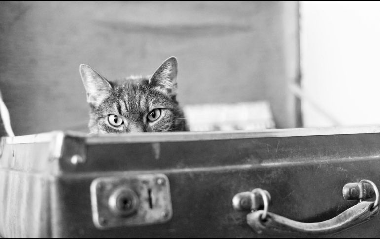 Especialistas aconsejan llevar a tu mascota contigo cuando salgas de viaje. UNSPLASH/ Valérie Ungerer