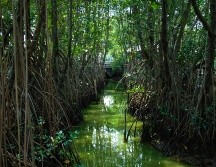 En México, cada segundo jueves de julio se conmemora el Día Mundial del árbol. UNSPLASH / F. AMRULLAH