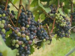Cada mexicano consume en promedio 2.3 kg de uvas al año, lo que muestra su popularidad y demanda constantes. ESPECIAL / Foto de Suda Guan en Unsplash