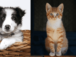 La mayoría de los mamíferos tienen un ciclo de sueño similar al de los humanos. ESPECIAL/Pixabay.