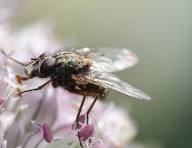 Aunque las moscas domésticas son las más comunes en casa, muchas especies, como las moscas de la flor, se alimentan de insectos del jardín. Unsplash