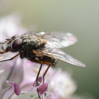 ¿Por qué hay más moscas durante las lluvias?