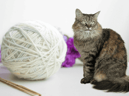 Esta peculiar obsesión tiene raíces tanto en su instinto cazador como en su naturaleza curiosa y juguetona. CANVA