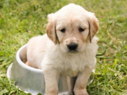 Los requisitos específicos a cumplir dependen de la historia de viaje de cada perro. ESPECIAL / Imagen de Chiemsee2024 en Pixabay