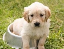 Los requisitos específicos a cumplir dependen de la historia de viaje de cada perro. ESPECIAL / Imagen de Chiemsee2024 en Pixabay