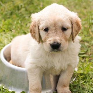 Estos son los nuevos requisitos para ingresar a EU con perros