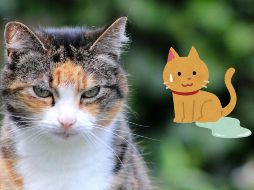 Eliminar el olor y las manchas de orina de gato no tiene por qué ser una tarea difícil si se siguen los métodos adecuados. CANVA