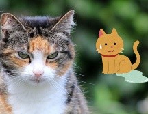Eliminar el olor y las manchas de orina de gato no tiene por qué ser una tarea difícil si se siguen los métodos adecuados. CANVA