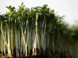 Este vegetal destaca por sobre 47 vegetales, debido a sus múltiples beneficios a la salud.ESPECIAL/Foto de Sandra Franck en Pixabay