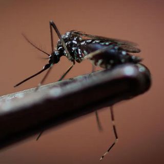 Aumentan casos de dengue en Jalisco; menores de edad los de mayor riesgo