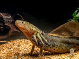 El ajolote, una especie que también habita en Jalisco