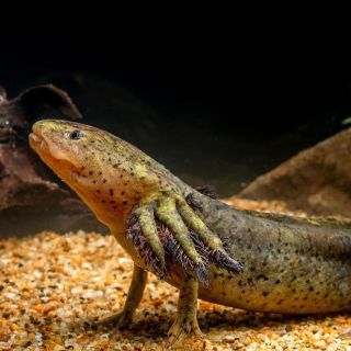 El ajolote, una especie que también habita en Jalisco