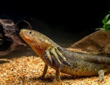 El ajolote, una especie que también habita en Jalisco