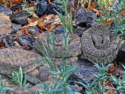 Las víboras de cascabel tienen fama de terroríficas y amenazadoras. AP