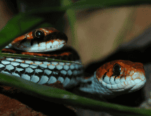 Según la Procuraduría Federal de Protección al Ambiente, México alberga 322 son serpientes. ESPECIAL/CANVA