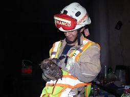 La dueña del cachorro, de nombre Consuelo, dijo que escuchó a lo lejos el llanto del perrito, por lo que tuvo que dar parte al 911 para poder lograr la rápida extracción del animal. ESPECIAL / PROTECCIÓN CIVIL Y BOMBEROS ZAPOPAN