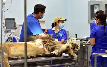 CIMBA, el hospital veterinario más grande de Latinoamérica está en ...