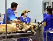 Los visitantes podrán presenciar de cerca las actividades diarias del personal veterinario. FACEBOOK / ZOOLOGICO GUADALAJARA