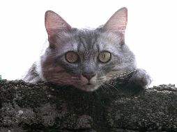 Tomar la decisión de sumar una mascota a nuestra vida tiene sus demandas; brindarles un correcto bebedero es uno de ellos. EL INFORMADOR/ ARCHIVO