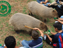 Los capibaras son sin lugar a dudas los animales más queridos por los nuestros visitantes y ahora puedes convivir directamente con ellos, acariciarlos y alimentarlos. FACEBOOK / ZOOLÓGICO GUADALAJARA