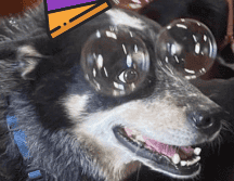 ¡Celebra el día del perro en esta gran fiesta organizada por Dog Pawrk! EL INFORMADOR / ARCHIVO