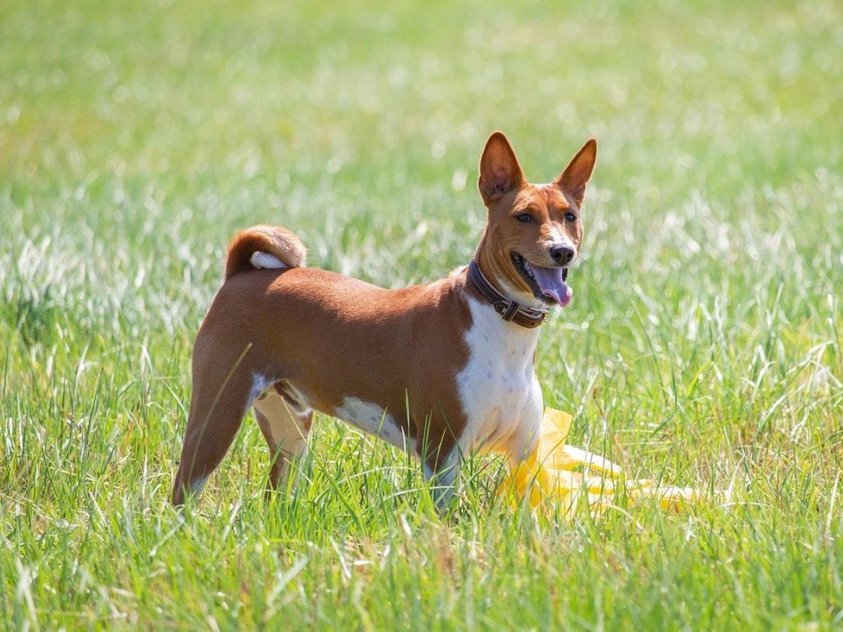 que razas de perros tienen subpelo