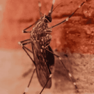 México reporta más de 20 mil casos de dengue y 49 muertes hasta el 8 de julio