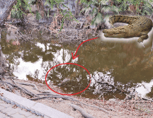 De encontrarse frente a un cocodrilo en Puerto Vallarta, hay que mantener la calma y procurarse una distancia que sea segura. No hay que darles de comer ni arrojarles objetos. EL INFORMADOR / O. Álvarez