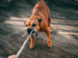 El contagio principal se produce por contacto directo, como la saliva o mordeduras de animales infectados, incluyendo perros y gatos. ESPECIAL