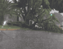 Se reporta un árbol caído en avenida Niños Héroes, a la altura de avenida circunvalación Agustín Yáñez. X/@aviles_mgl