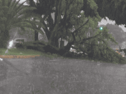 Se reporta un árbol caído en avenida Niños Héroes, a la altura de avenida circunvalación Agustín Yáñez. X/@aviles_mgl