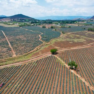 La Ruta del Tequila, un camino de tradición
