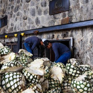 Agave, el alma del Tequila
