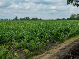 Esta región destaca por el cultivo de maíz y su cadena productiva durante estos meses del año. ESPECIAL/ Gobierno de Jalisco