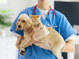 La esterilización de un perro, ya sea hembra o macho, ofrece numerosos beneficios. ESPECIAL