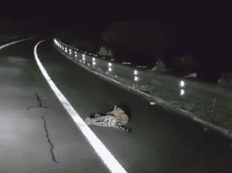 Se recomienda tener precaución al circular y disminuir la velocidad en paso de fauna. Especial / 