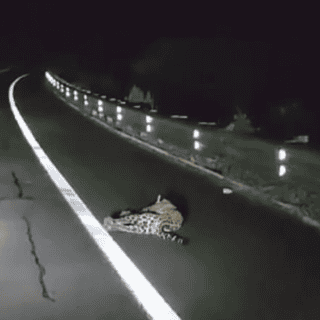Profepa: Atropellan a jaguar en autopista Tepic - San Blas
