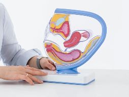 Estos son los cuidados en torno al peligroso cancer de ovario. ESPECIAL / Unsplash Elen Sher