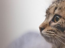 Las pulgas son una amenaza común pero manejable para los gatos. EL INFORMADOR/ ARCHIVO