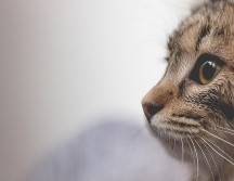 Las pulgas son una amenaza común pero manejable para los gatos. EL INFORMADOR/ ARCHIVO