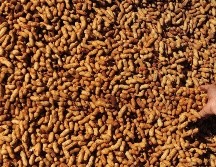 Este tratamiento oral gratuito contra las alergias al cacahuete pretende consolidarse como una forma estandarizada de cuidado. EFE/ ARCHIVO