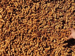 Este tratamiento oral gratuito contra las alergias al cacahuete pretende consolidarse como una forma estandarizada de cuidado. EFE/ ARCHIVO