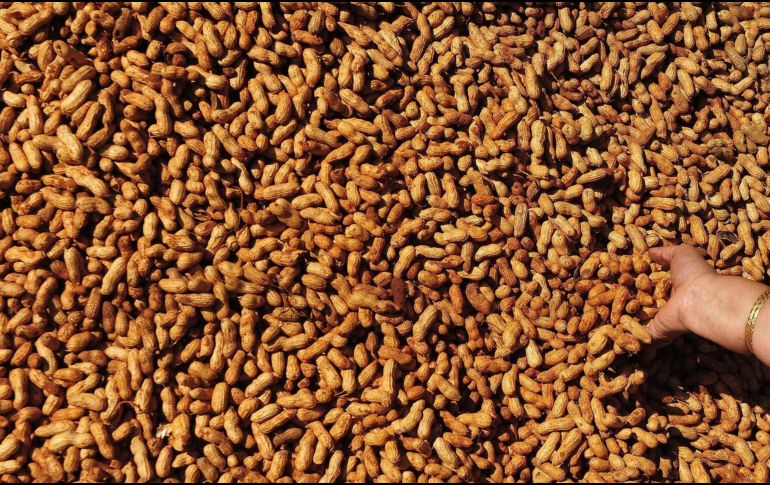 Este tratamiento oral gratuito contra las alergias al cacahuete pretende consolidarse como una forma estandarizada de cuidado. EFE/ ARCHIVO